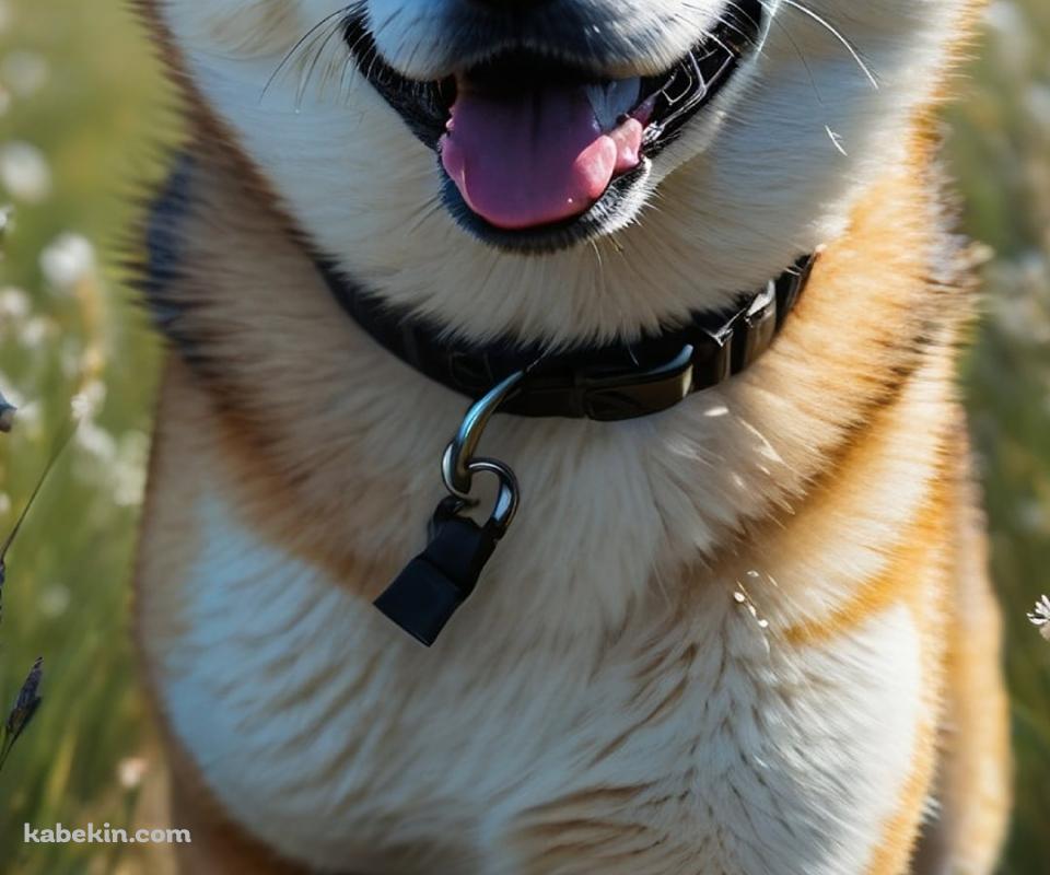 草原を猛ダッシュする可愛い柴犬のAndroidの壁紙(960px x 800px) スマホ用
