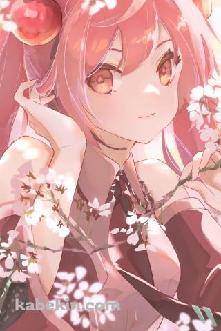 桜の枝を触る桜ミク / ボカロ / ボーカロイドのAndroidの壁紙(320px x 480px) スマホ用