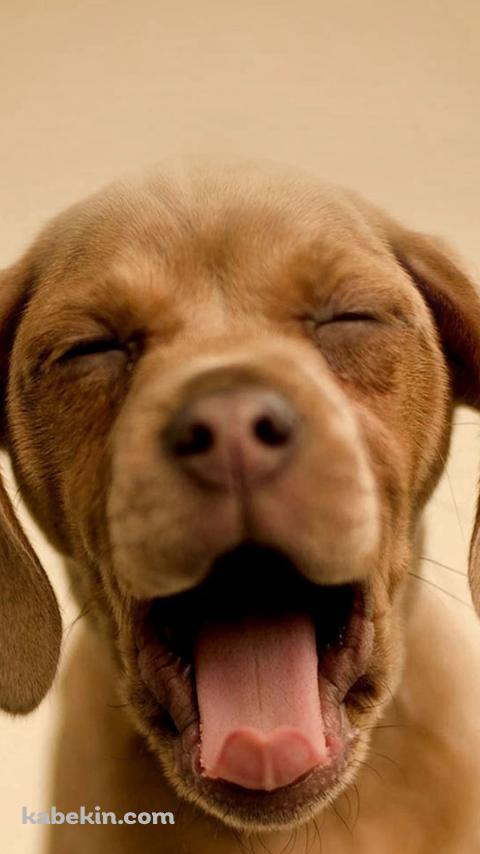 笑ったような茶色い犬のAndroidの壁紙(480px x 854px) スマホ用