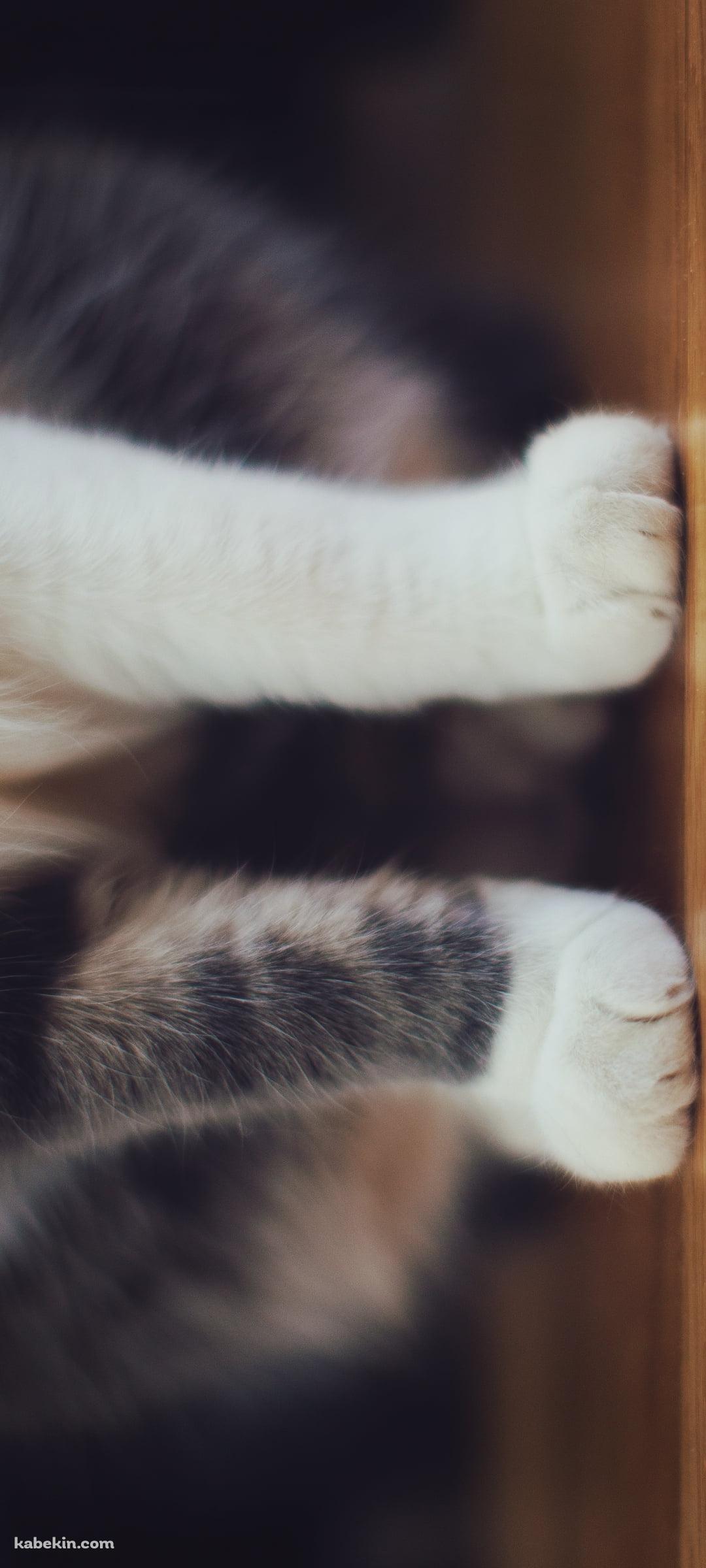 フローリングに座る猫の脚のアップのAndroidの壁紙(1080px x 2400px) スマホ用