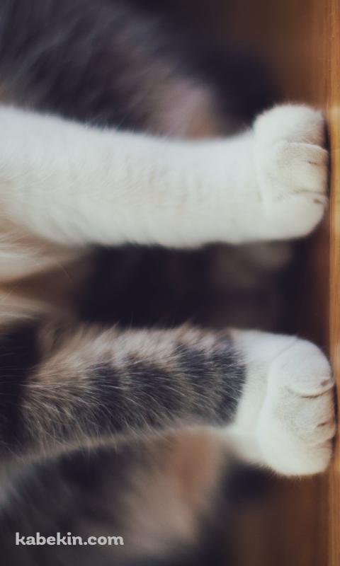 フローリングに座る猫の脚のアップのAndroidの壁紙(480px x 800px) スマホ用