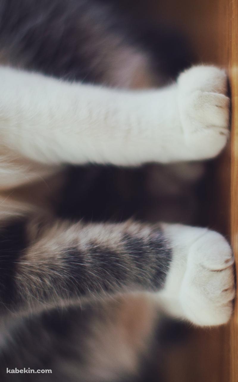 フローリングに座る猫の脚のアップのAndroidの壁紙(800px x 1280px) スマホ用