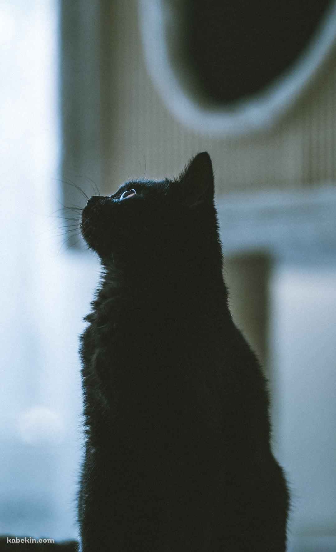 斜め上を見上げる黒猫 / 横向きのAndroidの壁紙(1080px x 1776px) スマホ用