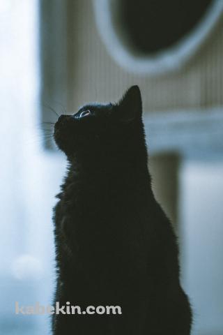 斜め上を見上げる黒猫 / 横向きのAndroidの壁紙(320px x 480px) スマホ用
