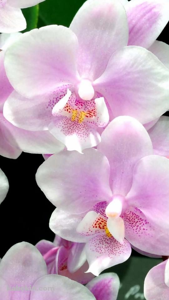 綺麗な白・ピンクの蘭の花のAndroidの壁紙(540px x 960px) スマホ用