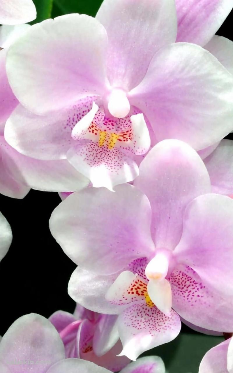 綺麗な白・ピンクの蘭の花のAndroidの壁紙(800px x 1280px) スマホ用