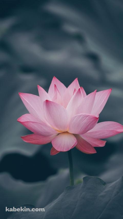 綺麗なピンクの蓮の花 / 水辺のAndroidの壁紙(480px x 854px) スマホ用