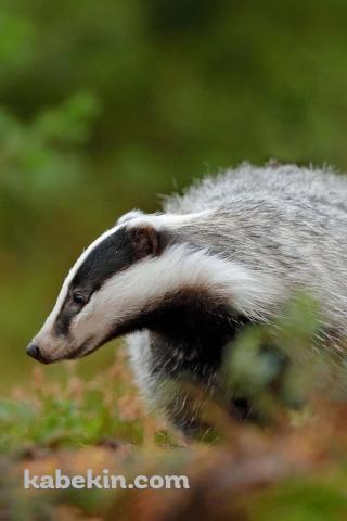 草の上を歩くアナグマ / BadgerのAndroidの壁紙(320px x 480px) スマホ用