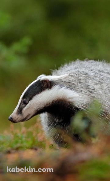 草の上を歩くアナグマ / BadgerのAndroidの壁紙(360px x 592px) スマホ用