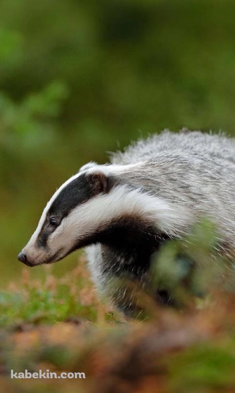 草の上を歩くアナグマ / BadgerのAndroidの壁紙(480px x 800px) スマホ用