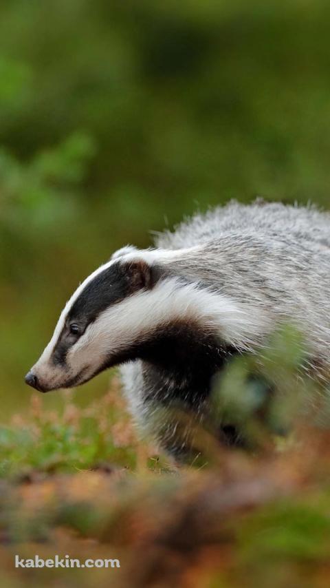 草の上を歩くアナグマ / BadgerのAndroidの壁紙(480px x 854px) スマホ用