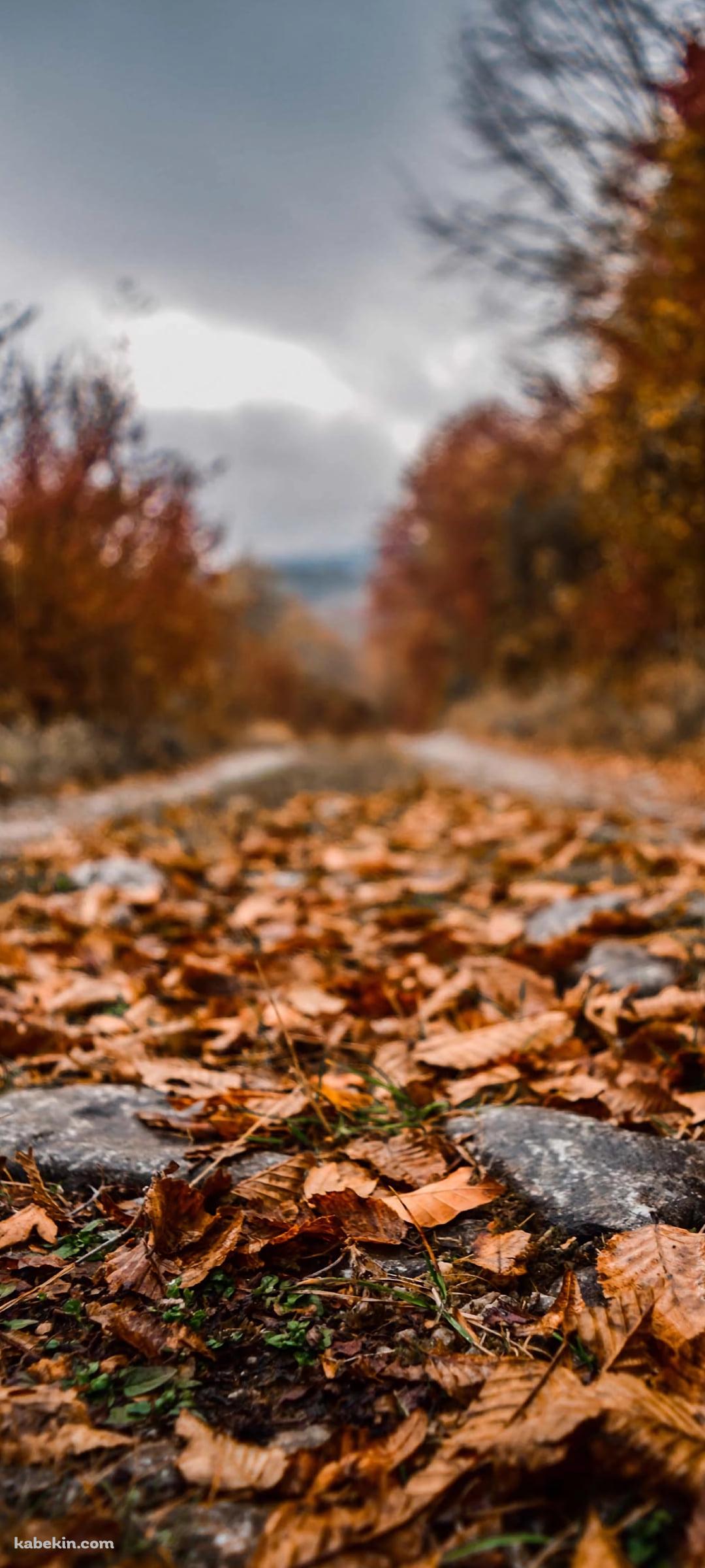 秋の小道 / 紅葉 / ブラーのAndroidの壁紙(1080px x 2400px) スマホ用