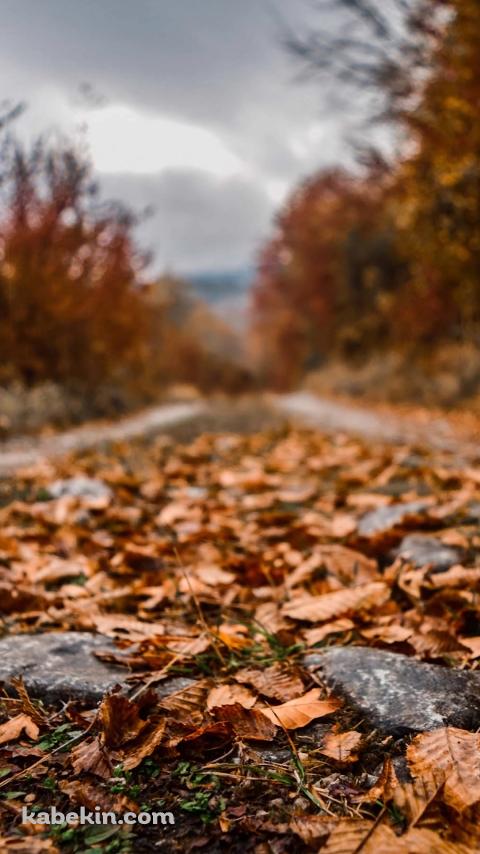 秋の小道 / 紅葉 / ブラーのAndroidの壁紙(480px x 854px) スマホ用