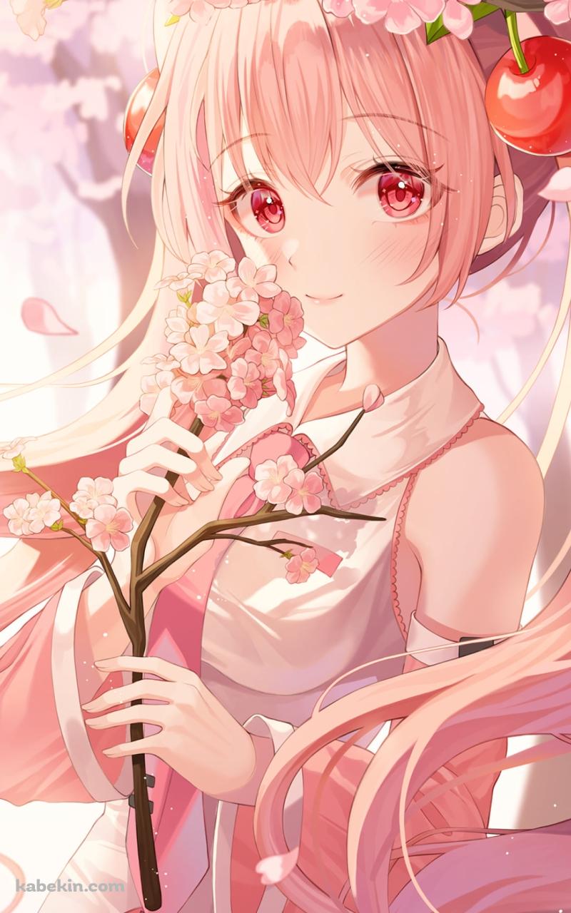 桜の花を持つ桜ミク / ボーカロイドのAndroidの壁紙(800px x 1280px) スマホ用