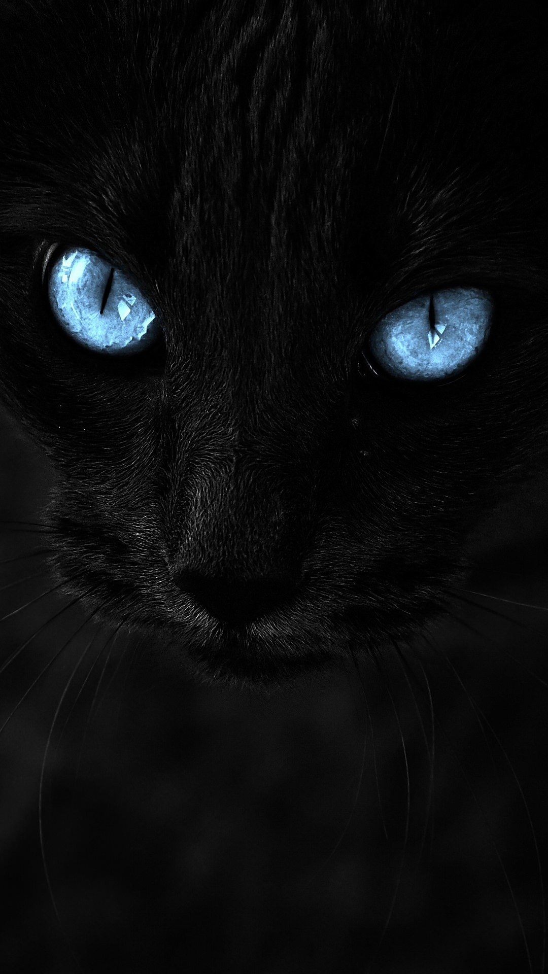 青い目の黒猫のandroid壁紙 1080 X 19 壁紙キングダム スマホ版