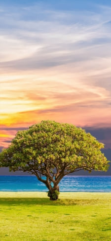 夕焼け 青い海 黄緑の木のiPhone / スマホ壁紙