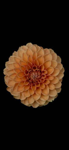 オレンジ 綺麗な花のiPhone / スマホ壁紙