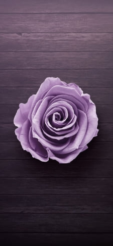 茶色のフロアー 薄い紫の薔薇のiPhone / スマホ壁紙