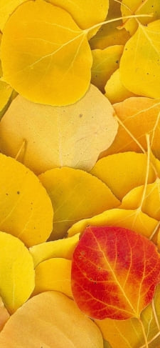 黄色い落ち葉のiPhone / スマホ壁紙