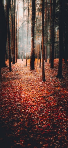 赤・黄色の葉 ほの暗い森のiPhone / スマホ壁紙