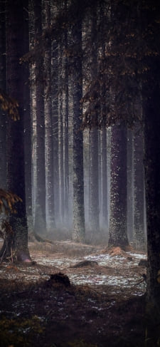 雪残る暗い森のiPhone / スマホ壁紙
