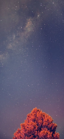 綺麗な星空と赤い木のiPhone / スマホ壁紙