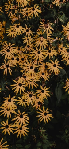 沢山咲いた黄色い花のiPhone用のスマホ壁紙