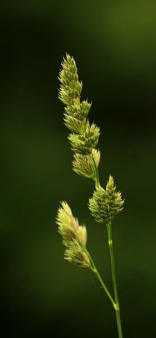 緑の特徴的な草のiPhone / スマホ壁紙
