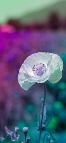 白・青の花のiPhone / スマホ壁紙