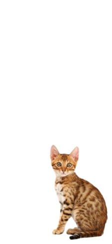 アビシニアン 猫のiPhone / スマホ壁紙