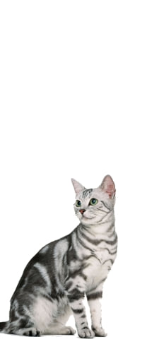 アメリカンショートヘア 猫のiPhone / スマホ壁紙