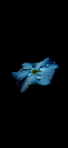 綺麗な水滴のついた水色の花のiPhone / スマホ壁紙