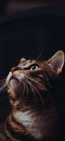 上を見つめる凛とした表情の猫のiPhone / スマホ壁紙