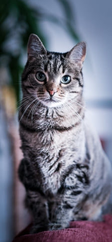 真っすぐ正面を見つめる凛々しい雄猫のiPhone / スマホ壁紙