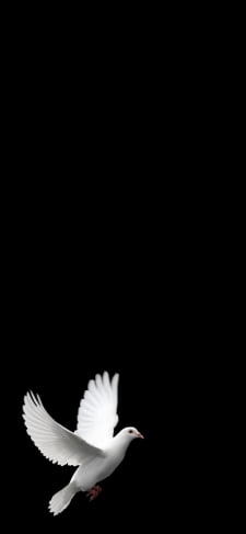 羽ばたく白い鳩のiPhone / スマホ壁紙