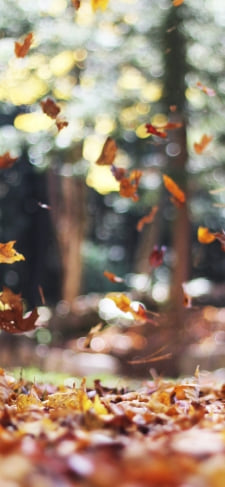 舞い落ちる秋の葉のiPhone / スマホ壁紙