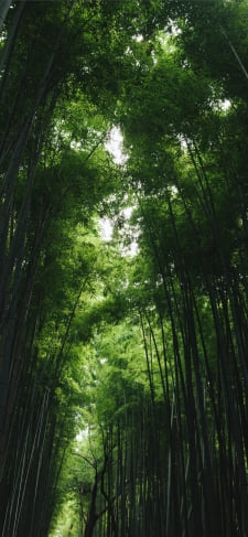 夏 緑の竹林 綺麗のiPhone / スマホ壁紙