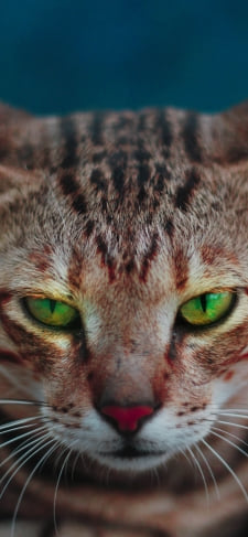 綺麗な緑の瞳の雄猫のiPhone / スマホ壁紙