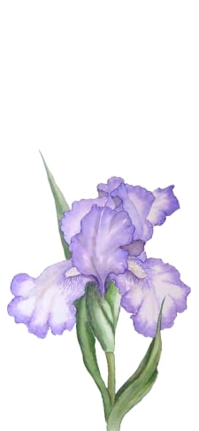 菖蒲のiPhone / スマホ壁紙