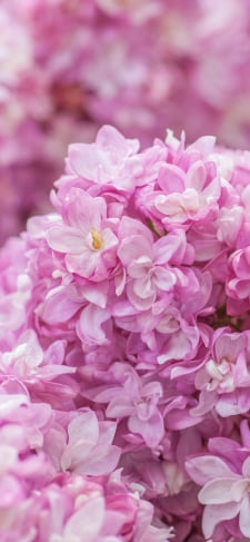 ピンクのライラックの花のiPhone / スマホ壁紙