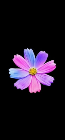 紫・ピンク・水色の花のiPhone / スマホ壁紙