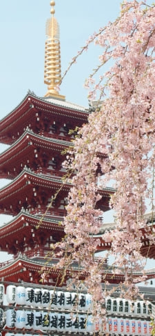 浅草寺 日本 五重塔 枝垂桜のiPhone / スマホ壁紙