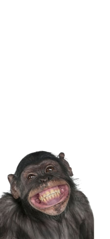 笑うチンパンジーのiPhone / スマホ壁紙