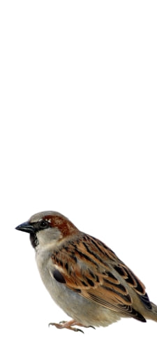 スズメのiPhone / スマホ壁紙