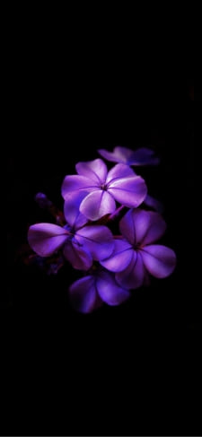 綺麗な紫のグラデーションの花のiPhone / スマホ壁紙