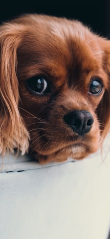 寝そべる茶色い犬のiPhone / スマホ壁紙