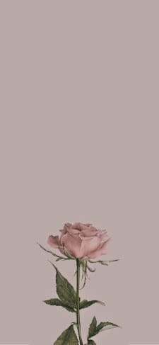 ビンテージ 綺麗なピンクの薔薇のiPhone / スマホ壁紙