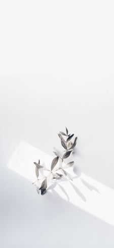 壁にかかった白い花のiPhone / スマホ壁紙