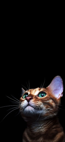 緑の目の茶色い猫のiPhone / スマホ壁紙