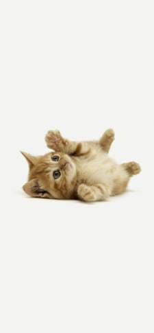 仰向けのかわいい子猫のiPhone / スマホ壁紙